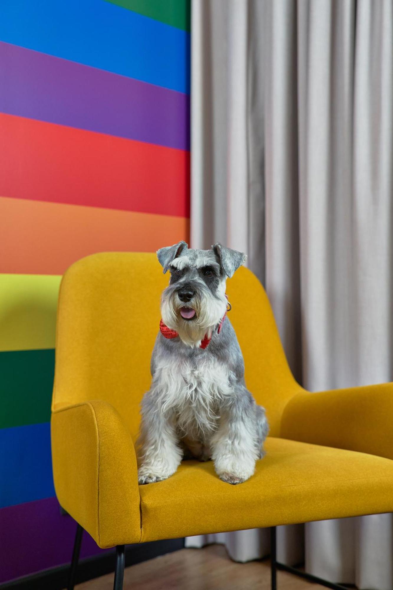 Pullman Santiago Vitacura Dış mekan fotoğraf Schnauzer